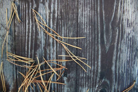Pine needles on the wooden backgroundの写真素材