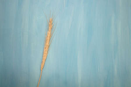 spikelet of yellow wheat on a blue old background with place for text