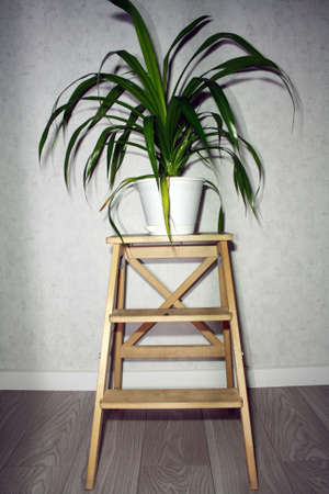 Pot with green plant on the stairs on wooden floor in room.の写真素材