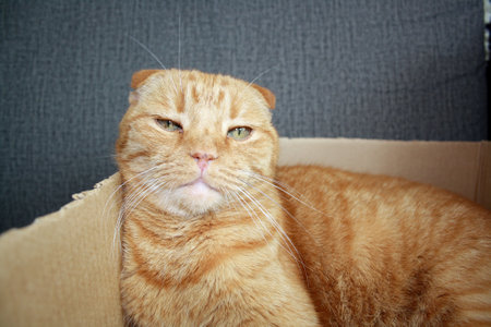 Portrait of a Scottish Fold cat with red fur. Space for text.の写真素材