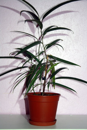 Houseplant in flowerpot on a table near wall.の写真素材