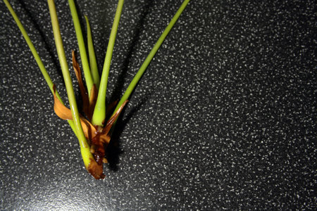 A young plant of anthurium on a black background. Space for text.の写真素材