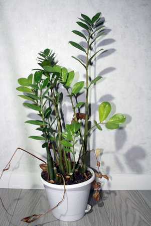 Zamiaculcas, a dollar tree in a white pot on the floor. Space for text.の写真素材