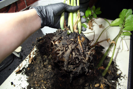 Zamiaculcas, a dollar tree in a white pot on the floor. Transfer. The roots of the plant rotted away.の写真素材