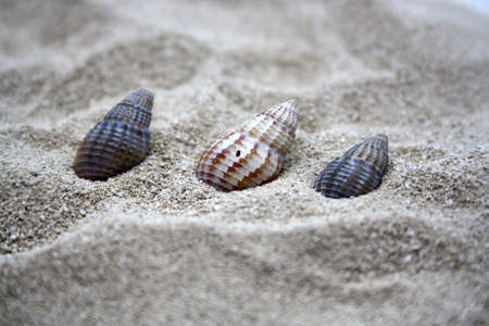 Sea round stones and seashells on the fine sand. Selective focus. Space for text.