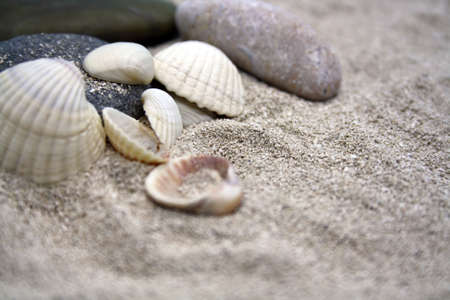 Sea round stones and seashells on the fine sand. Selective focus. Space for text.