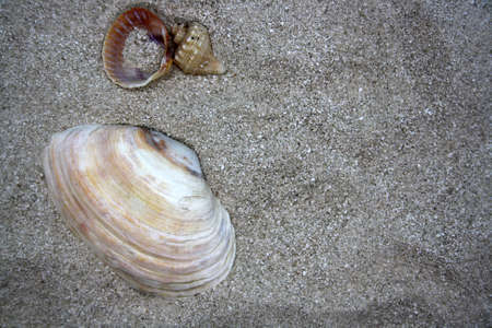 Sea round stones and seashells on the fine sand. Selective focus. Space for text.