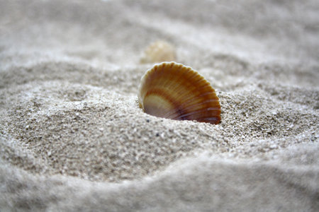 Sea round stones and seashells on the fine sand. Selective focus. Space for text.
