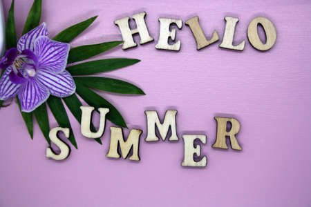 Text Hello summer and green leaf on pink background. Space for text.の写真素材