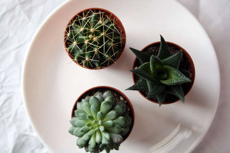 Echeveria, Hawrothia Limofolia, Echinocactus Gruzonii. A small succulent in a pot. White background.の写真素材