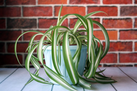 Curly chlorophytum in a blue pot on a wooden table.の写真素材