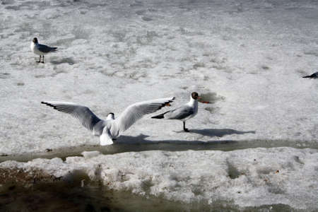 Birds on a frozen pond in the park. Lake gull.