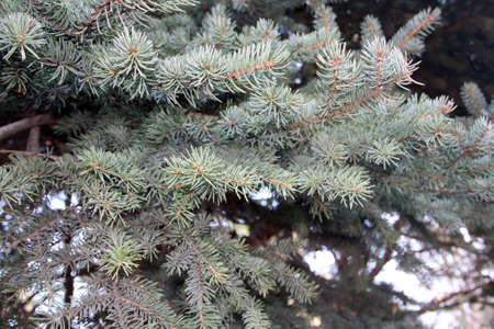 Branches of a blue spruce close-up.