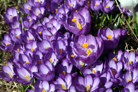 Purple crocuses bloomed in the spring garden. The first flowers.の写真素材