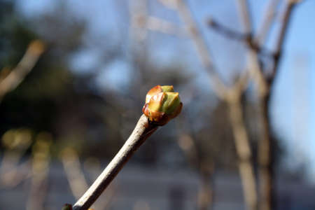 Awakened buds on lilac branches in the spring garden.の写真素材