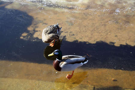 Birds on a frozen pond in the park. Mallard. Wild duck.