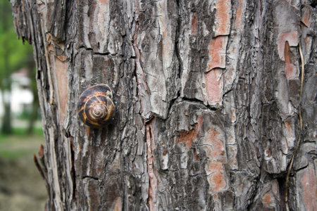 A snail on a thick tree trunk.の写真素材