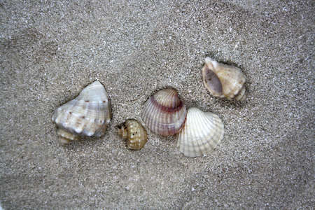 Sea round stones and seashells on the fine sand. Selective focus. Space for text.の写真素材