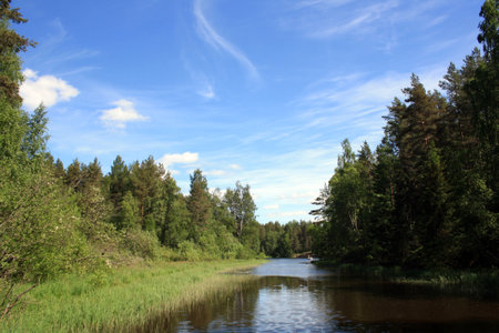 The amazing nature of the Karelian Isthmus. Forests of Karelia.の写真素材