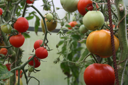 Tomatoes on a branch in the greenhouse. Autumn. Harvesting.の写真素材