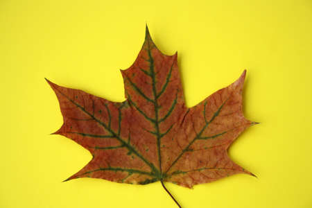 Dry autumn leaves on a yellow background. Space for text.の写真素材