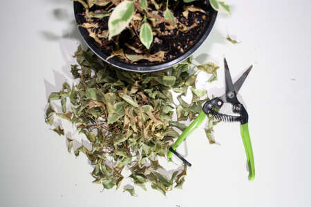 Houseplant in flowerpot on a table near wall. Falling leafs.の写真素材