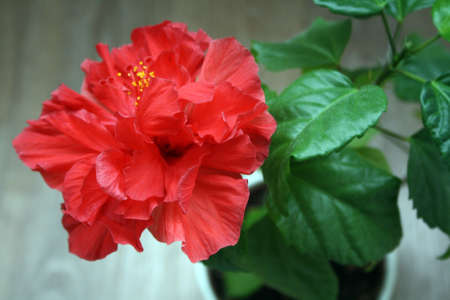 A blooming red hibiscus flower. A flowering houseplant. Chinese rose.の写真素材