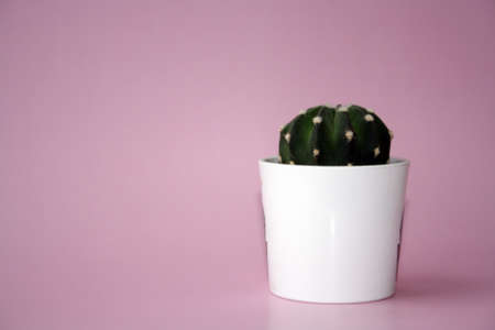 Cactus in a white pot on a pink background. Houseplant.の写真素材