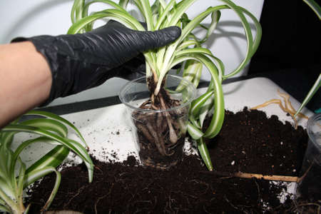 Separation of chlorophytum roots. Transplanting a plant into a new pot. Background.の写真素材