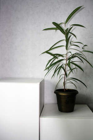 Ficus Ali in a black flower pot on a white bedside table. A white wall.の写真素材
