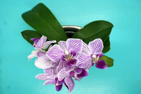Orchid flower on a blue background. Space for text.の写真素材