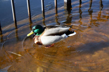 Birds on a frozen pond in the park. Mallard. Wild duck. Winterの写真素材