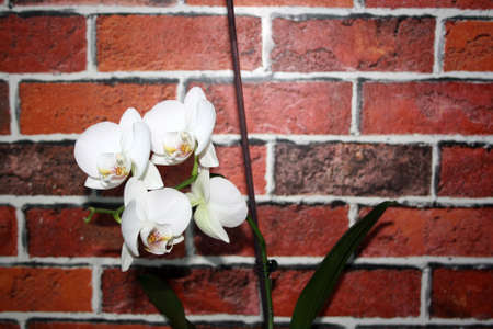 An orchid in a flower pot on the background of a brick wall.の写真素材