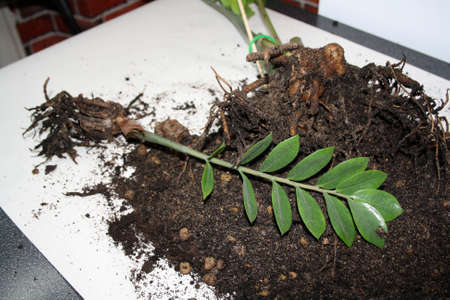 Separation of zamiokulkas tubers. The roots of a houseplant. Background.の写真素材