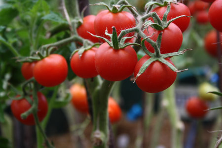 Tomatoes on a branch in the greenhouse. Autumn. Harvesting.の写真素材