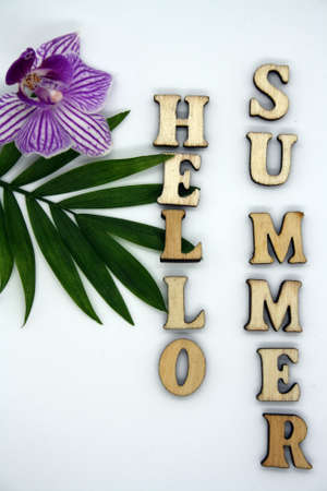 Text Hello summer and green leaf on white background. Space for text.の写真素材