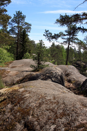 The amazing nature of the Karelian Isthmus. Forests of Karelia. Pine tree on the rockの写真素材