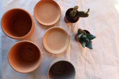 Potting up succulent, cactus plants. Transplanting plant in ceramic pots. concept of home garden....