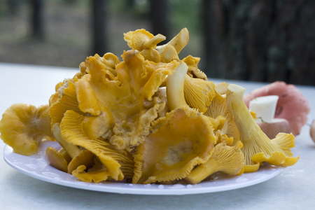 Fresh chanterelle mushrooms on a plateの写真素材
