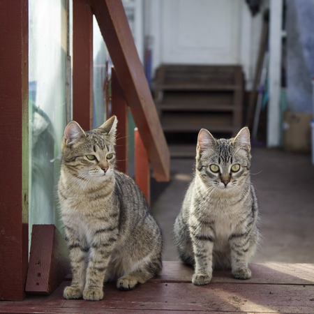 Two gray cat sitting on the doorstepの写真素材