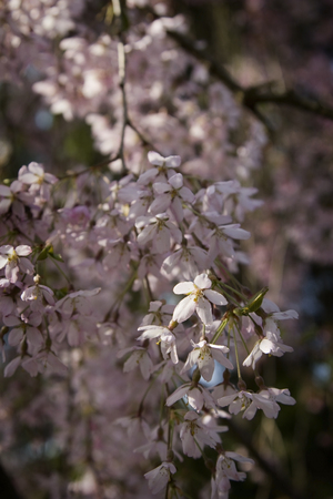 A branch of the cherry blossoms.の写真素材