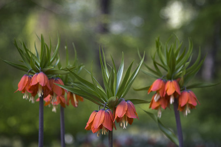 Orange crown imperial flowers (Fritillaria imperialis).の写真素材