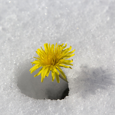 Dandelion flower in the snow.の写真素材
