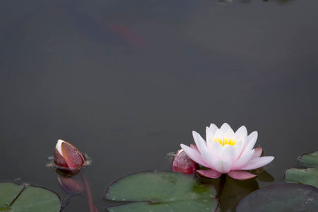Beautiful pink waterlily  in pondの写真素材