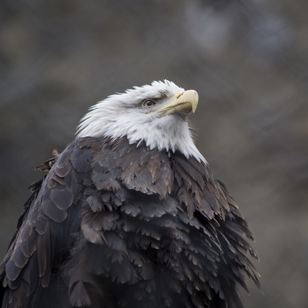 Portrait of a bald eagle.
