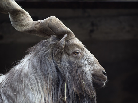 Portrait of male Markhor (Capra falconeri).の写真素材
