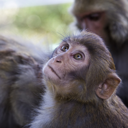 Little monkey in Kathmandu, Nepalの写真素材