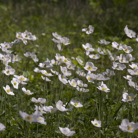 Anemones bloom in the spring