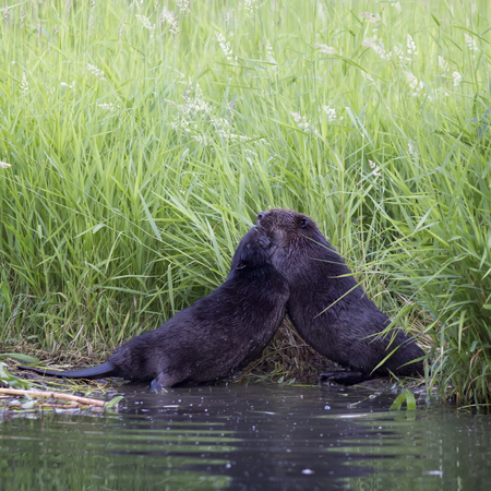 Two males  beaver are fighting.