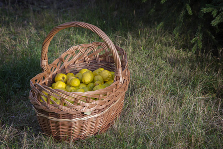 Japanese quince - ripe fruits are in the basket.の写真素材